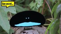 Pourquoi l'oiseau de paradis est le champion du cache-cache ?
