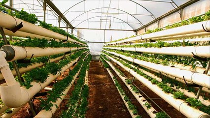 هذا الصباح- تعرف على تقنية الزراعة المائية