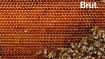 Comment les abeilles construisent-elles leur ruche ?