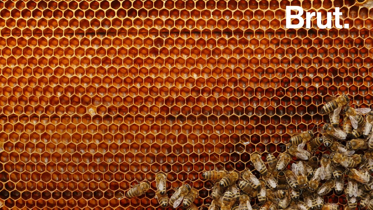 Comment les abeilles construisent-elles leur ruche ?