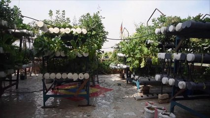 هذا الصباح- قرية مصرية تواجه البطالة بالزراعة المائية