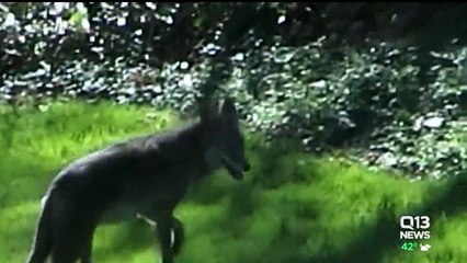 Coyote Spotted in Populated Washington Neighborhood