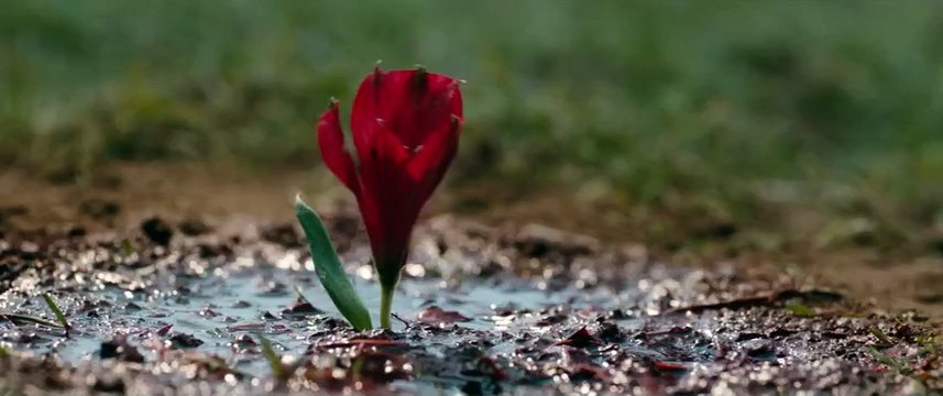 Where the Shadows Fall 2016Rip AVC mkv