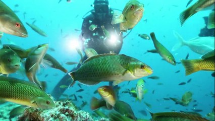 Chili: création d'un parc marin protégé de 250.000 km²