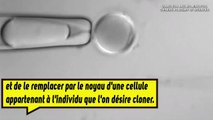 Après des macaques...Peut-on cloner des humains ?