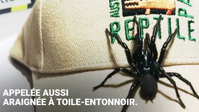 Cette araignée à toile-entonnoir s'appelle Colossus , et peut tuer un humain en 15 minutes