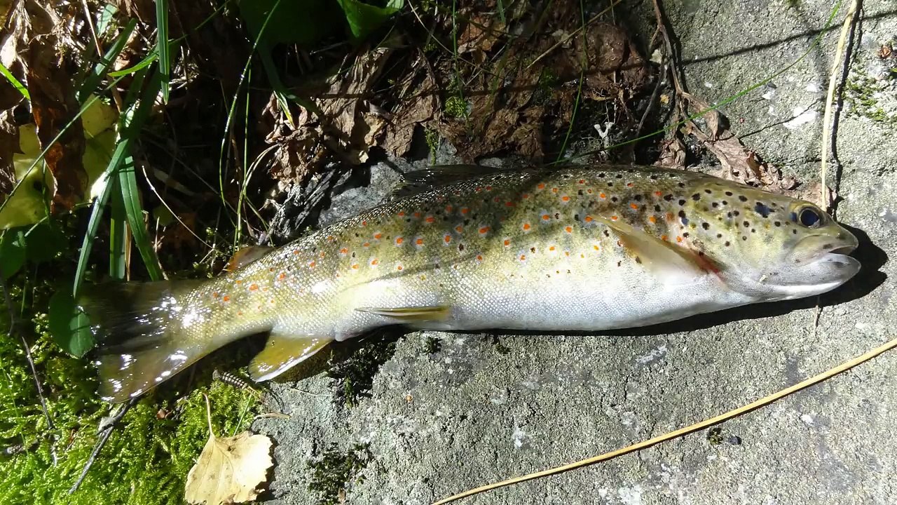 Truites au ver au toc dans un tres long ruisseau alpin
