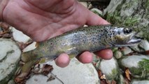 A quelques pas de Grenoble ... peche de le truite en NAV