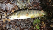 Peche au fouet en plein coeur du vercors