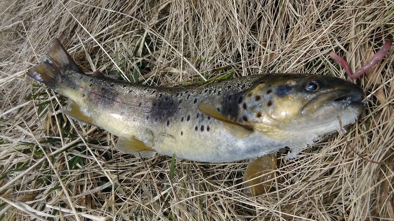 Peche de la truite en haute montagne