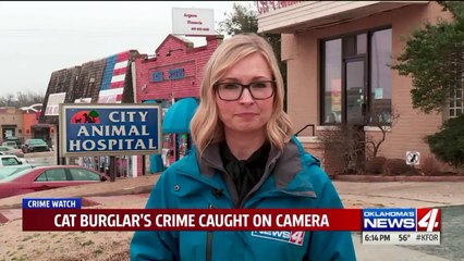 Video Shows 'Guard Cats' Fleeing from Burglar at Animal Hospital