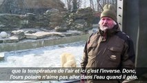 Berlin: les ours polaires du zoo profitent du temps glacial