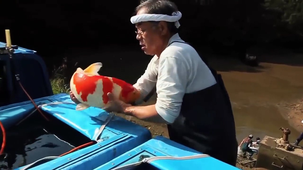 Cách mà người Nhật thu hoạch cá chép koi khổng lồ