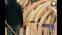 Kenya burns huge ivory stockpile calling for ban on trade