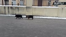 Porquinhos parceiros fogem pelas ruas de Moscou