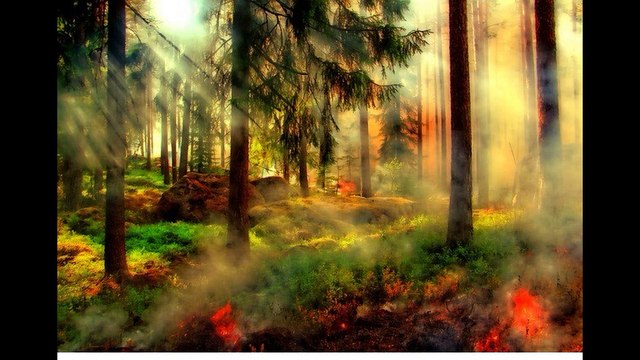 Zeynep BAŞKAN -Ömür dediğin dalda bir kuru yaprak - One dry leaf on branch