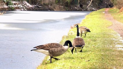 Water birds turn into icebreakers to cope with monster storm