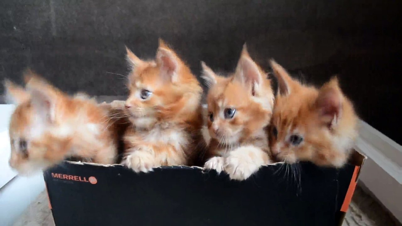 Cute Kittens at Play