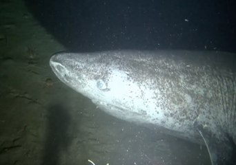 Scientists Capture Rare Greenland Shark On Video