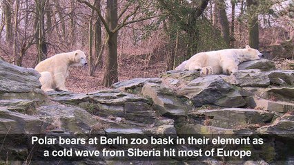 Download Video: Polar bears at Berlin zoo enjoy icy weather