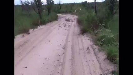 عجيب . شاهد ما يفعله حيوان المدرع عندما يشعر بالخطر