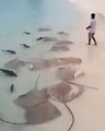 Il nourrit des dizaines de raies et de requins sauvages sur la plage