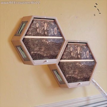 Vous pouvez avoir des ruches dans votre maison... invention extraordianire