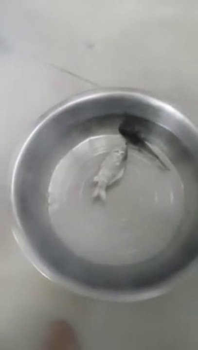 Un poisson congelé revient à la vie après quelques secondes dans un bassin
