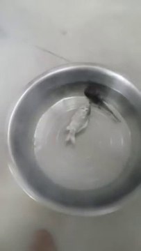 Un poisson congelé revient à la vie après quelques secondes dans un bassin