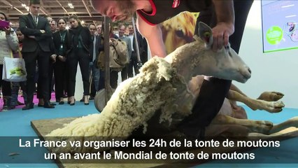 La France va organiser les 24h de la tonte de moutons