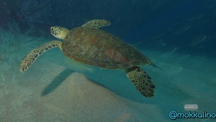 Fernando de Noronha #Paradise