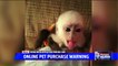 Man Loses Thousands Trying to Buy Monkey Online