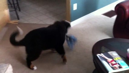 Bernese Mountain Dog Going Crazy Over His Toy
