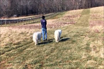 犬と一緒に牧場を散歩したら、、、たくさんの動物がついて来た！w