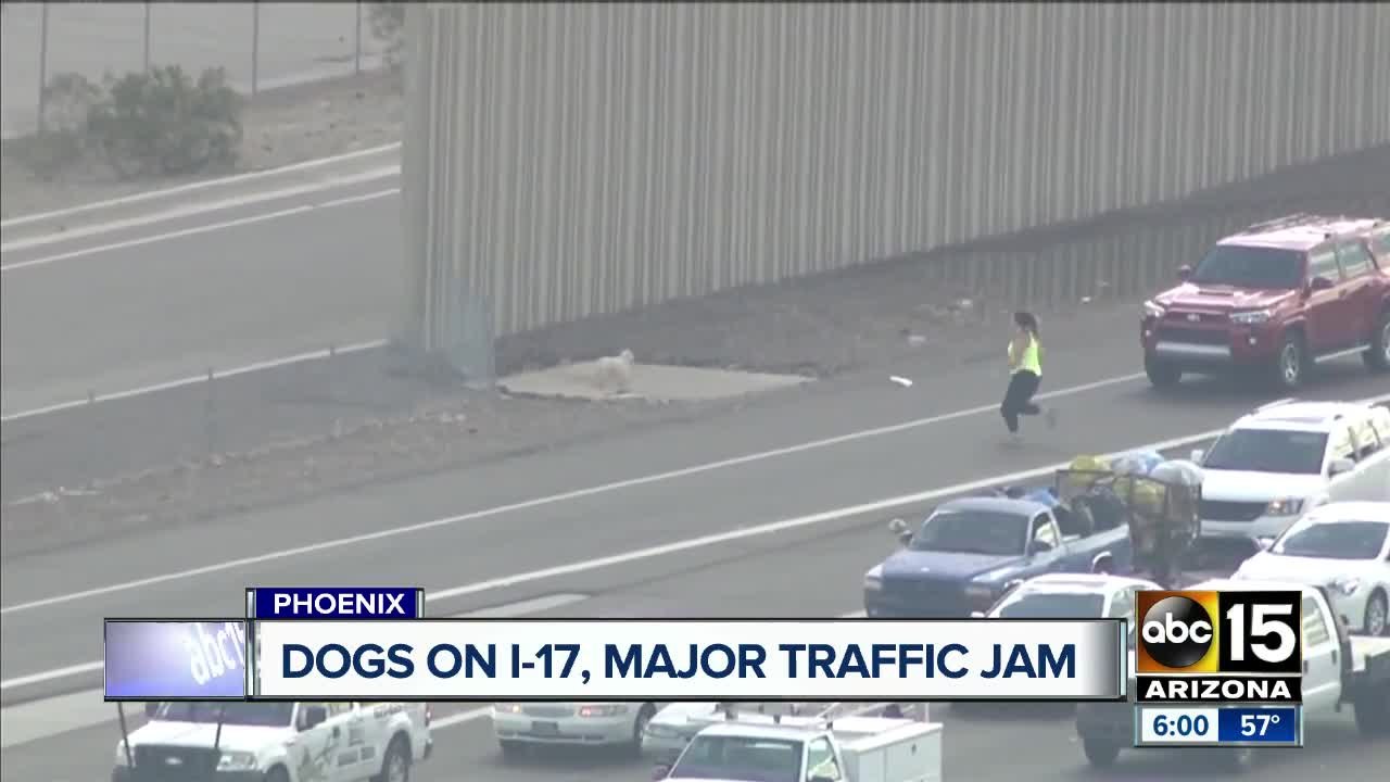 Two pups create quite a buzz on I-17!