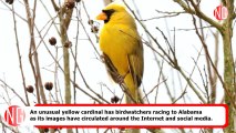 Very Unusual Yellow Cardinal Captivates Social Media