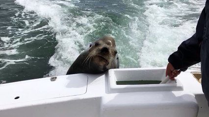 Sea Lion Catches Ride on Boat for Free Snacks
