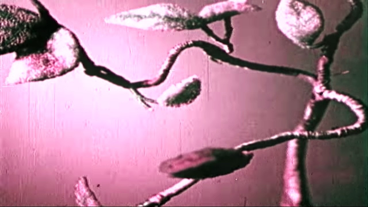 Mầm Lá Xanh - Phim Hoạt Hình Việt Nam Cũ - Xem để nhớ lại tuổi thơ