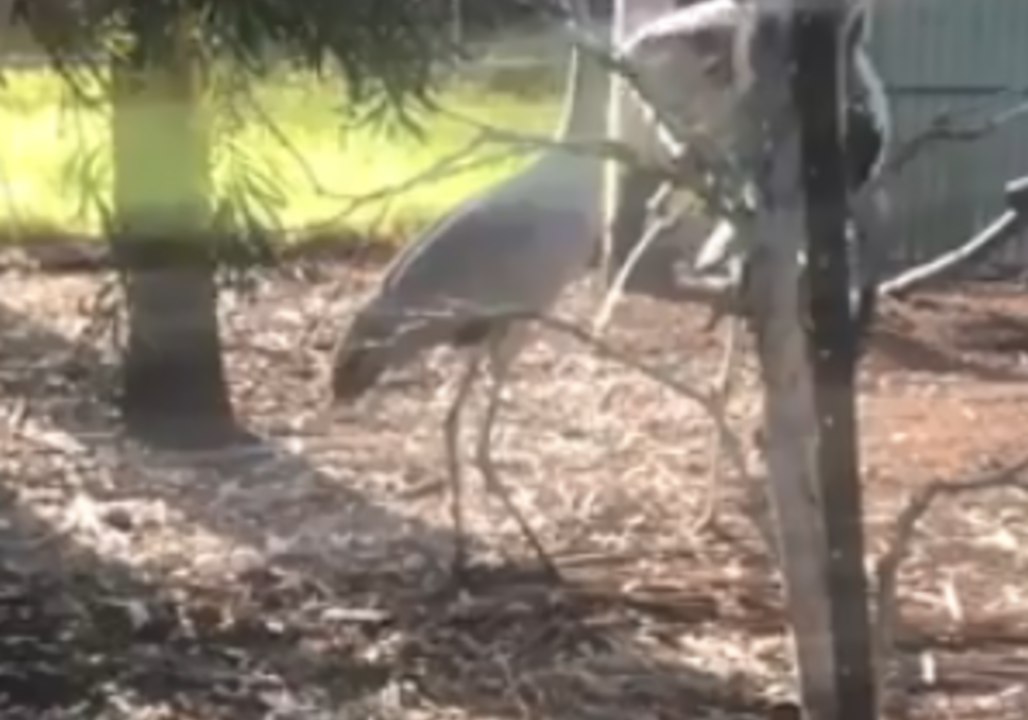 Nesting Brolgas 'Sing' Together