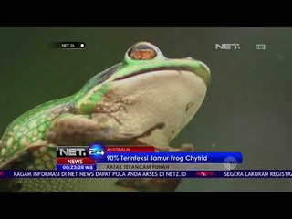 Katak Terancam Punah Karena Terinfeksi Jamur Frog Chytrid - NET24