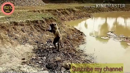 Monkey_listening_a_man___Wow_great