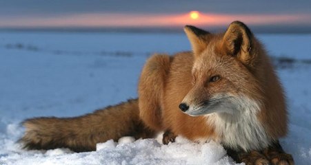 Soğuklarda Yabani Hayvanları Besleyenlere Ceza