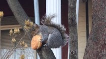 Cet écureuil dévore un donut en entier !! Gros dîner !