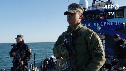 Armada mexicana se une a activistas para salvar a vaquita marina