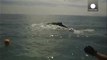 Trapped whale freed in Gulf of California
