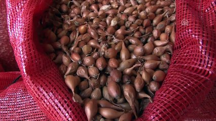 Arpacık soğanda fiyatlar 'dip yaptı' - BURSA