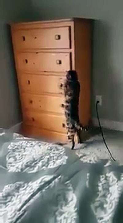 Un chat s'enferme dans un tiroir