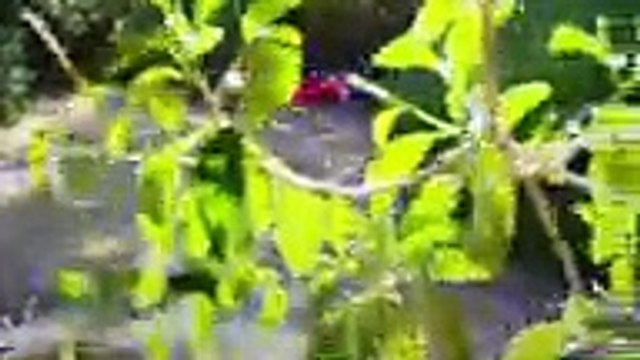 Home and Away 6836 1st March 2018, Home and Away 6836 1st March 2018, Home and Away 1st March 2018, Home and Away 6836, Home and Away March 1st 2018, Home and Away 1-3-2018 , Home and Away 6837 Australia Plus TV