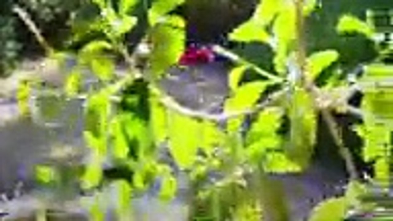 Home and Away 6836 1st March 2018, Home and Away 6836 1st March 2018, Home and Away 1st March 2018, Home and Away 6836, Home and Away March 1st 2018, Home and Away 1-3-2018 , Home and Away 6837  Australia Plus TV