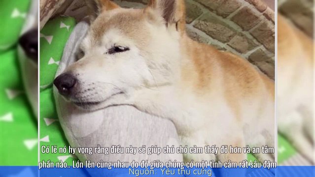 Hình ảnh ấm áp mèo an ủi chó bị bệnh khiến trái tim bạn tan chảy